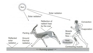 From "Waterlogged: The Serious Problem of Overhydration in Endurance Sports" (Noakes, 2012). 