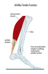 Achilles-tendon-function
