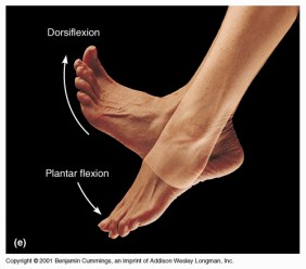 dosiflexion_plantar_flexion (1)