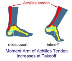 TakeoffAchillesTendon