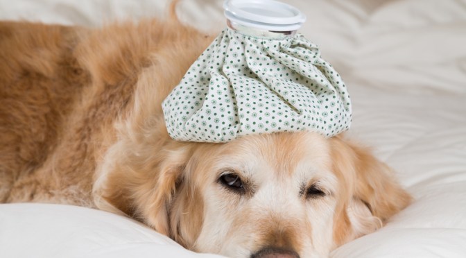 Getting to the root of fitness issues: are we doing it right?