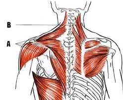 scap-muscles