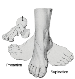 pronation & supination.png