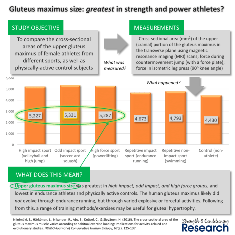 gluteus-maximus-size